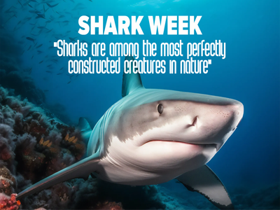 Custom Outdoor Yard Signs Multiple Sizes Shark Week