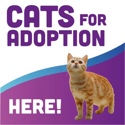 Custom Outdoor Yard Signs Multiple Sizes Cats For Adoption