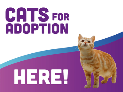 Custom Outdoor Yard Signs Multiple Sizes Cats For Adoption