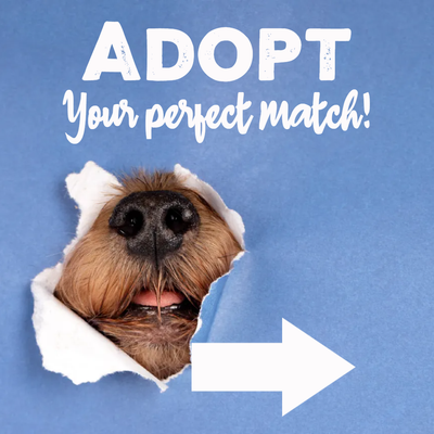 Custom Outdoor Yard Signs Multiple Sizes Your Perfect Match