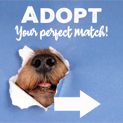 Custom Outdoor Yard Signs Multiple Sizes Your Perfect Match