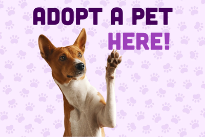 Custom Outdoor Yard Signs Multiple Sizes Adopt Pet Here