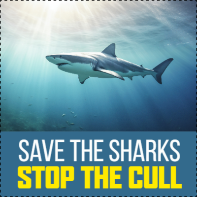 Custom Outdoor Yard Signs Multiple Sizes Save The Sharks