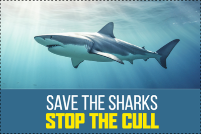 Custom Outdoor Yard Signs Multiple Sizes Save The Sharks